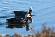 Emperor Geese